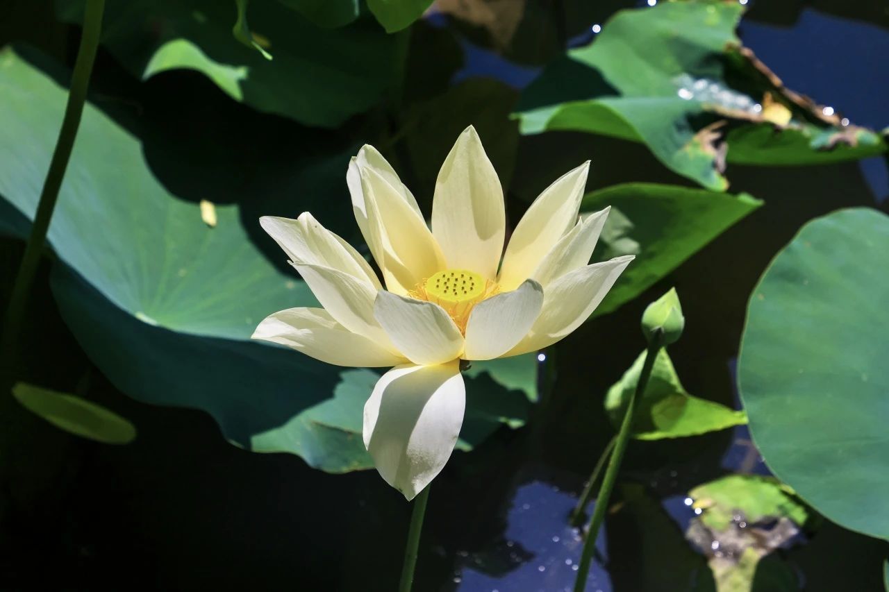 荷花池.jpg