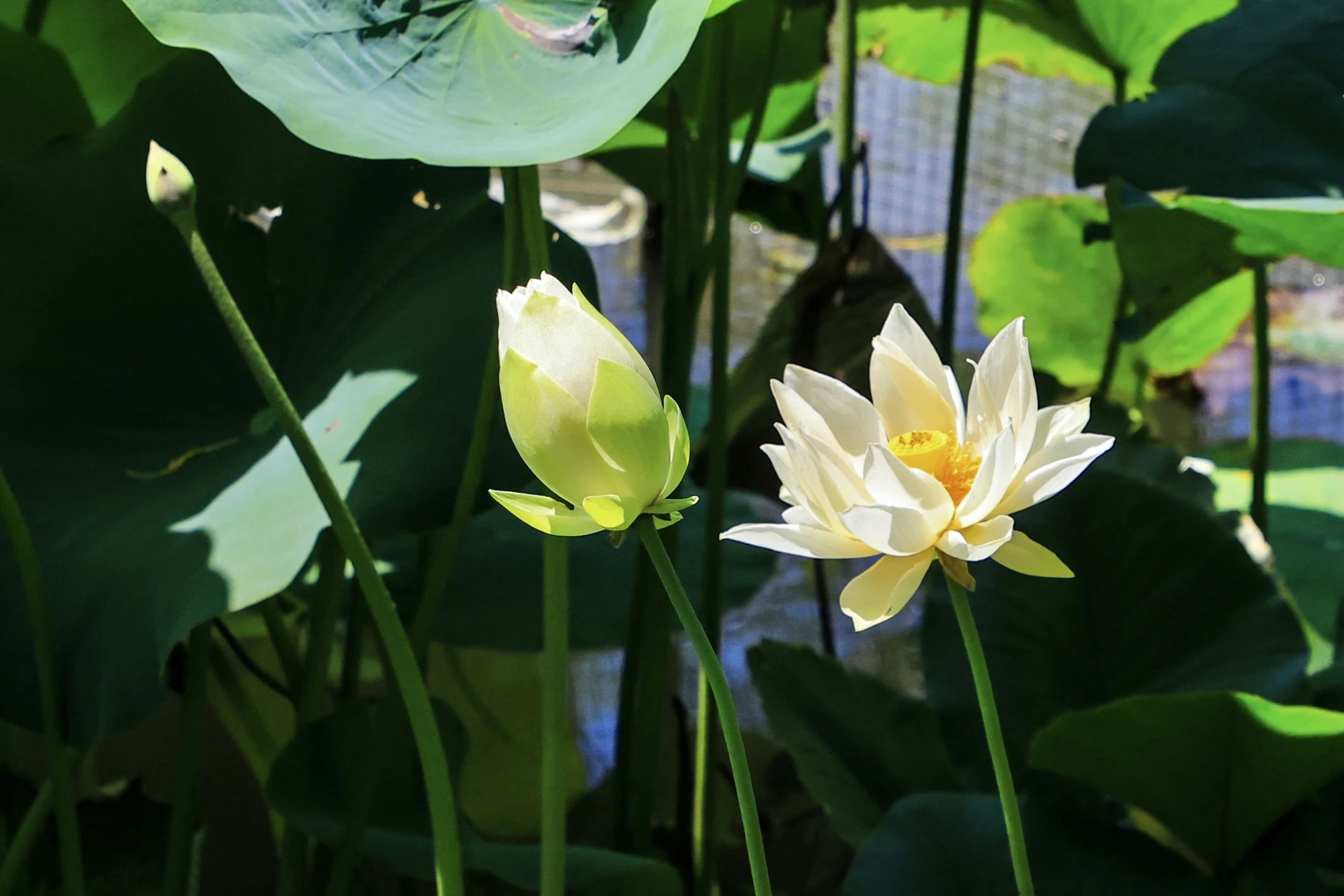 荷花池.jpg
