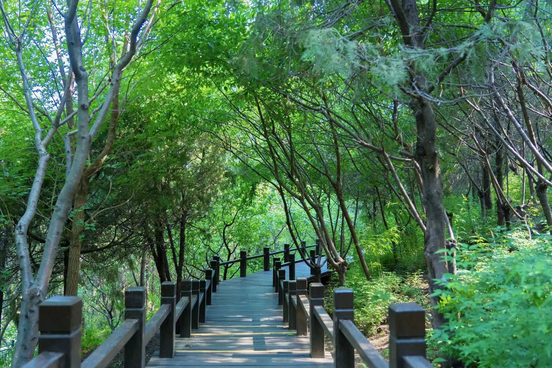 染霞山房木栈道.jpg