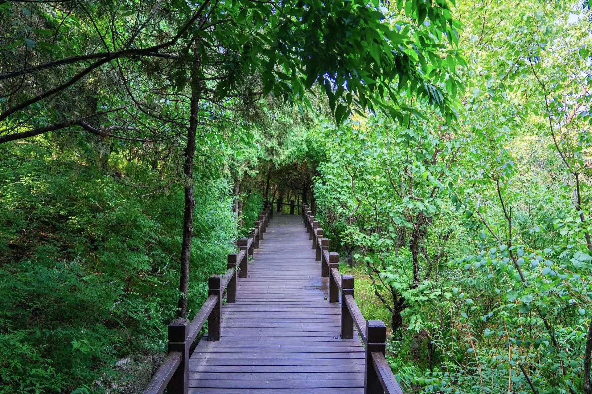 染霞山房木栈道.jpg