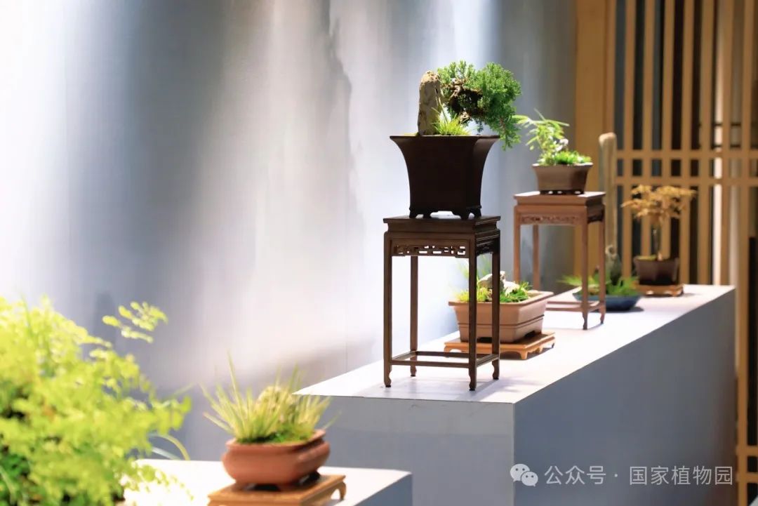 石菖蒲盆栽艺术展