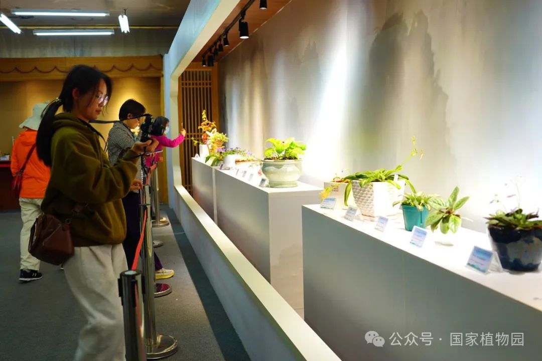 第二届苦苣苔植物展