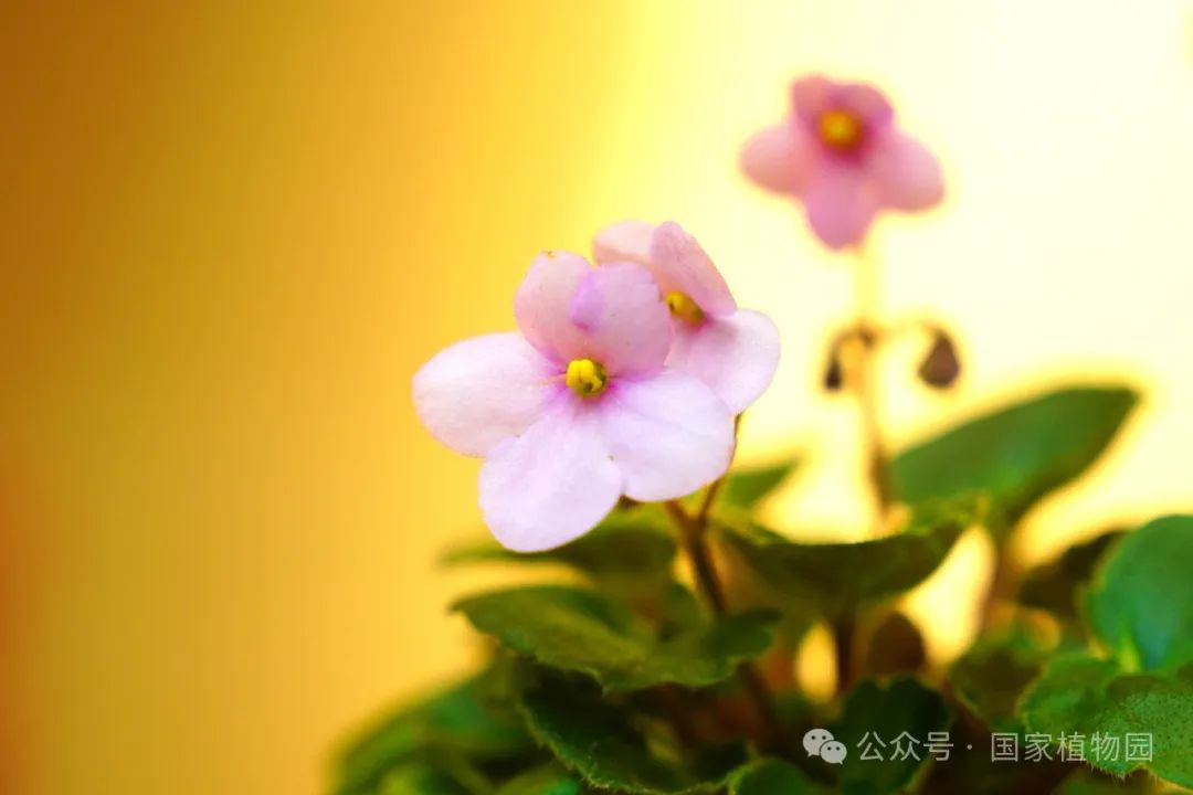 苦苣苔科植物近景