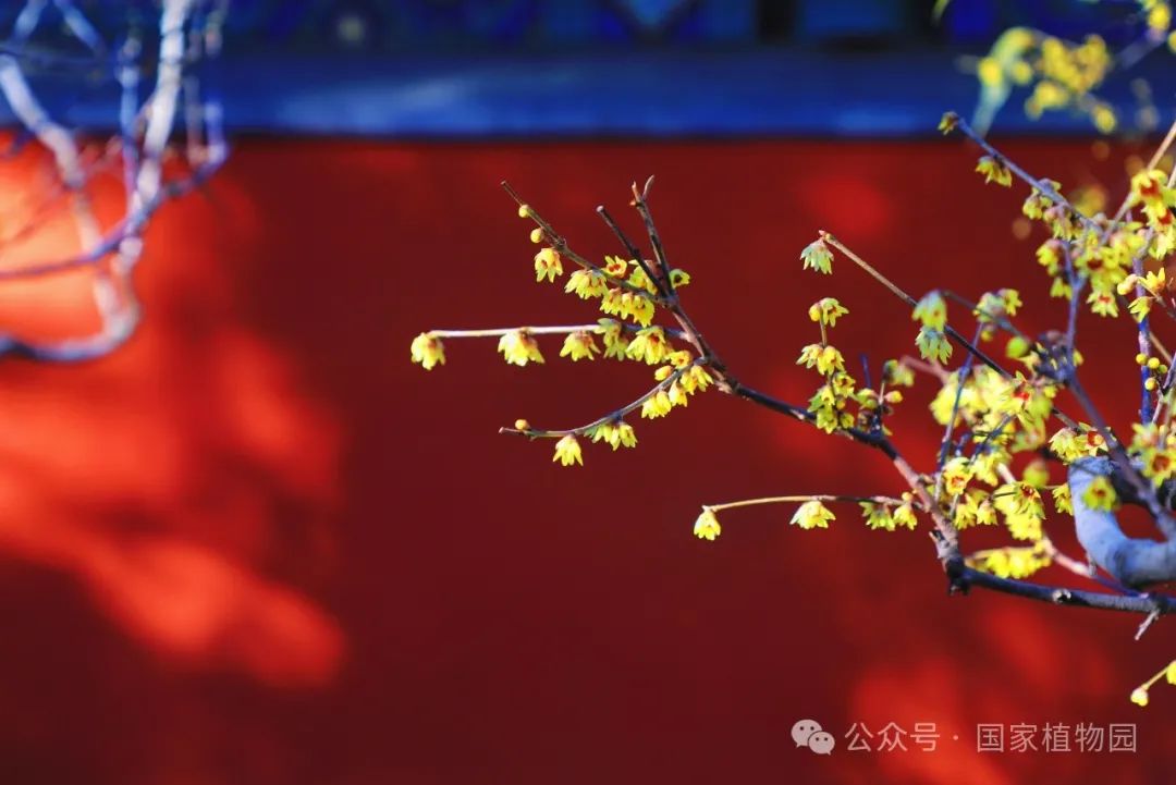 腊梅盛开图片