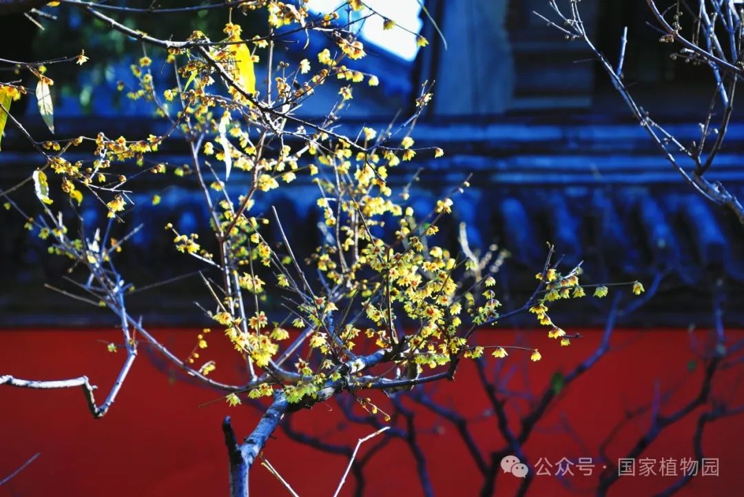 腊梅盛开图片