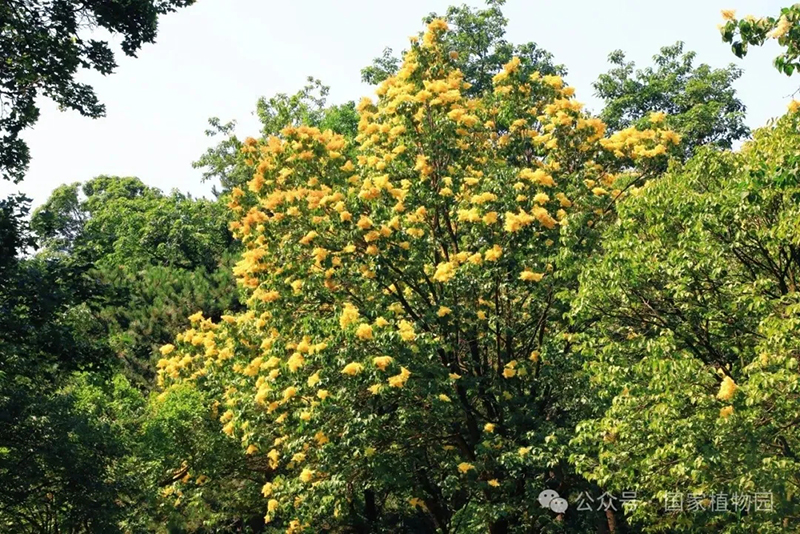 丁香照片