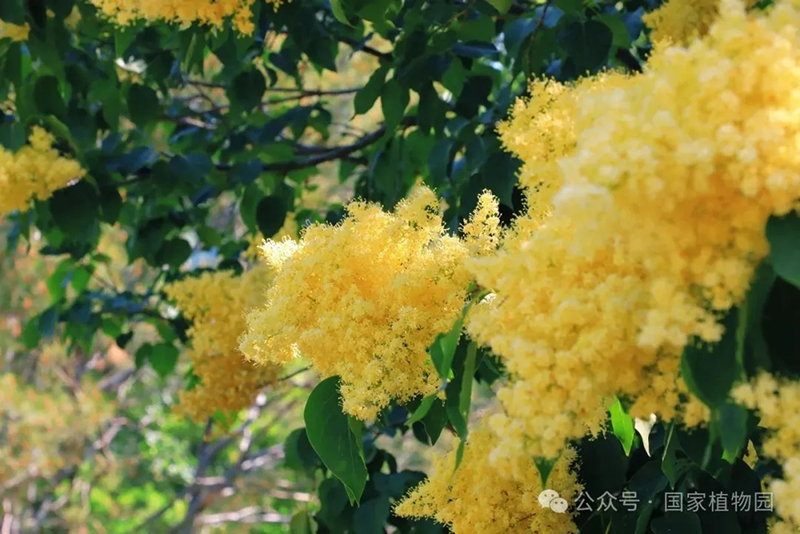 丁香细节图