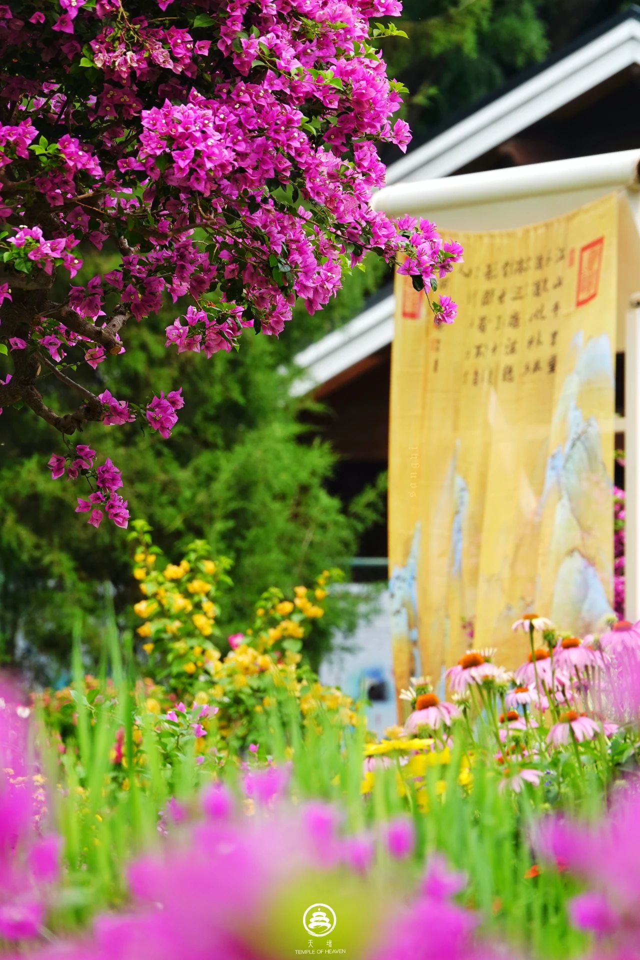 叶子花展照片.jpg