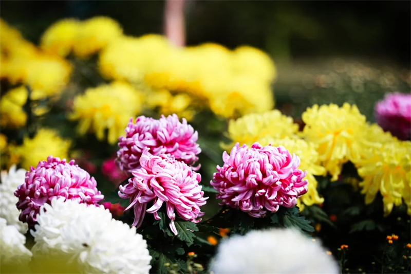 菊花特写照片.jpg
