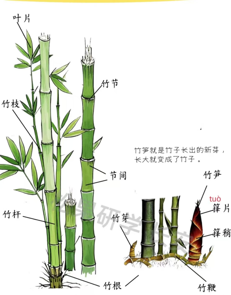 竹品种特性及生态价值
