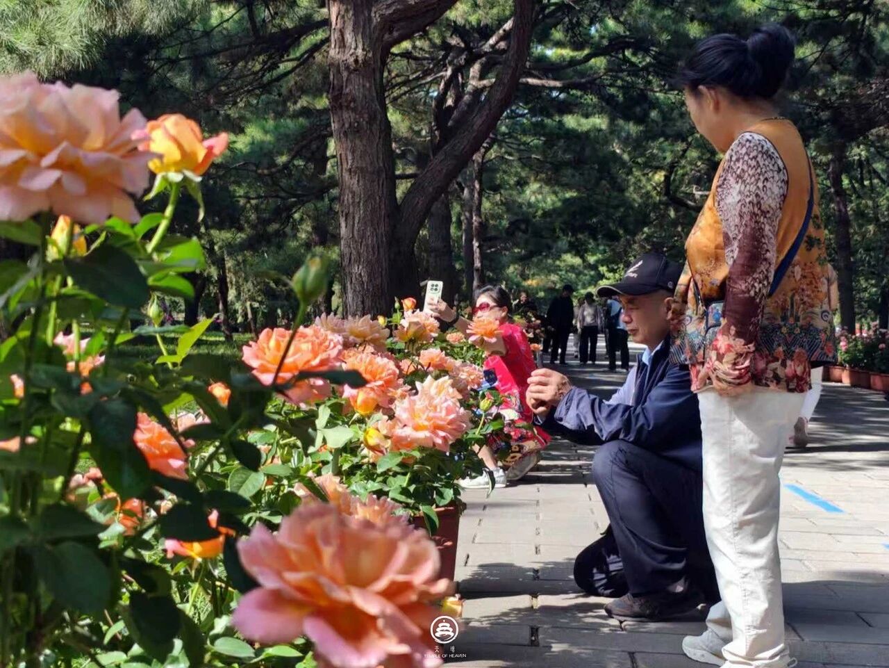 花卉吸引游客驻足拍照.jpg