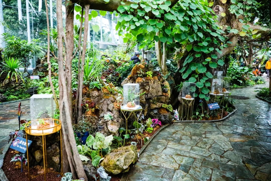 秋海棠展局部照片.jpg 秋海棠展局部照片.jpg