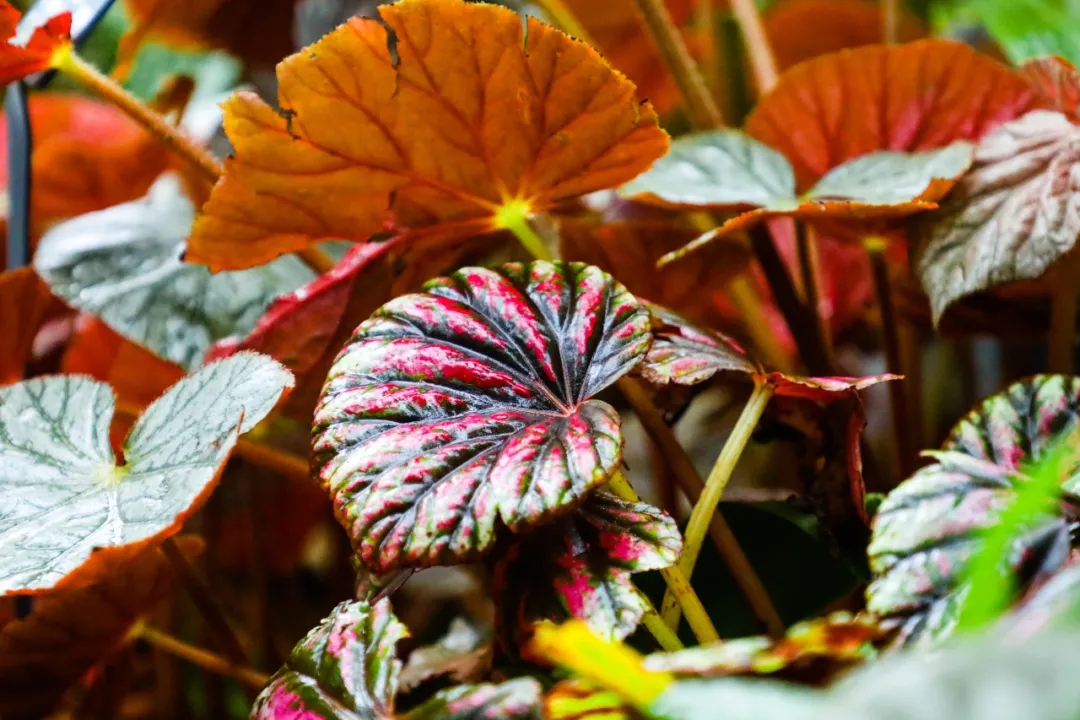 秋海棠细节图照片.jpg 秋海棠细节图照片.jpg