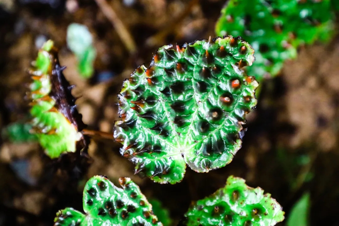 秋海棠细节图2.jpg 秋海棠细节图2.jpg