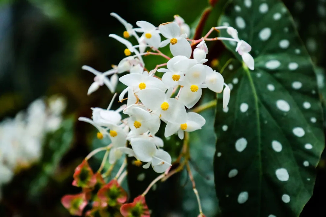 秋海棠细节图3.jpg 秋海棠细节图3.jpg