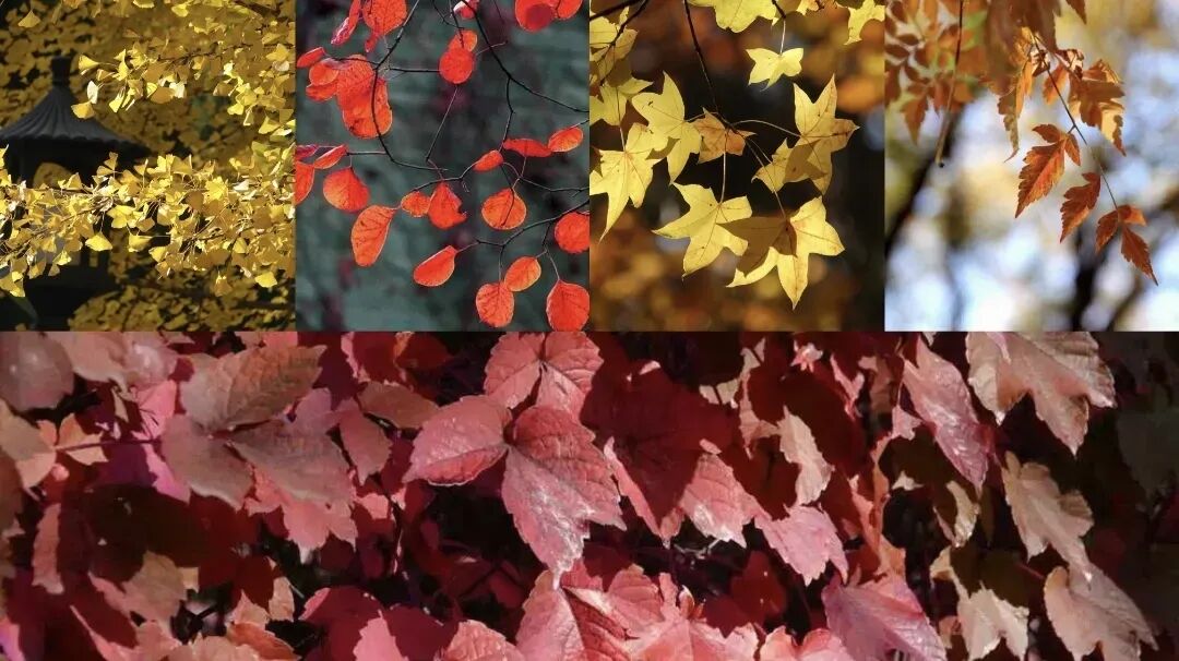 秋叶照片展示 秋叶照片展示