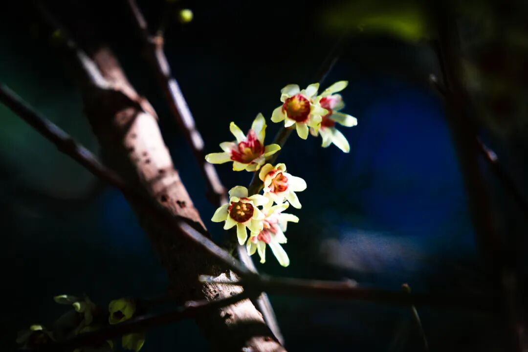 早花腊梅绽放图片