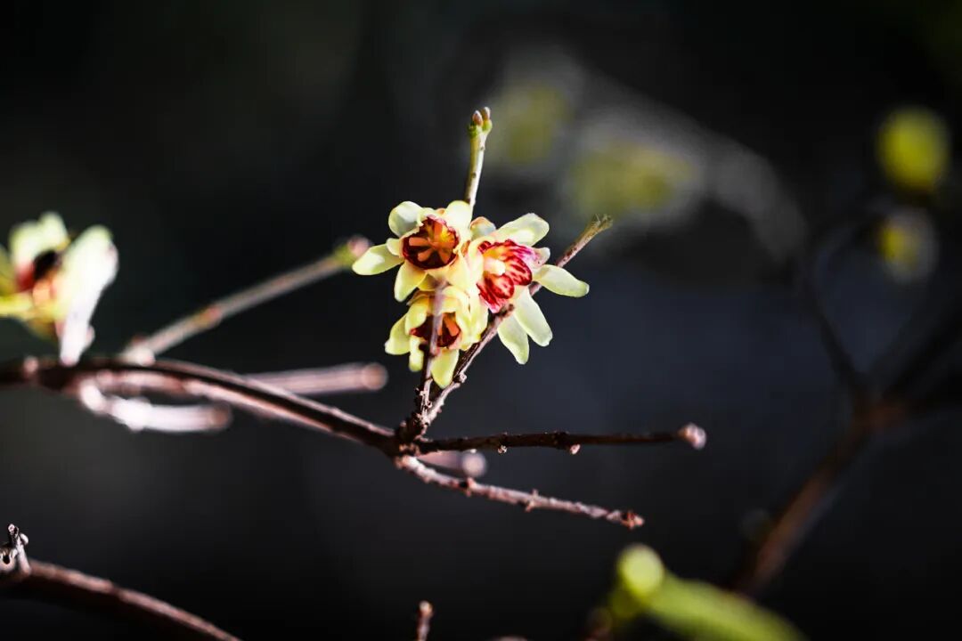 腊梅绽放图片