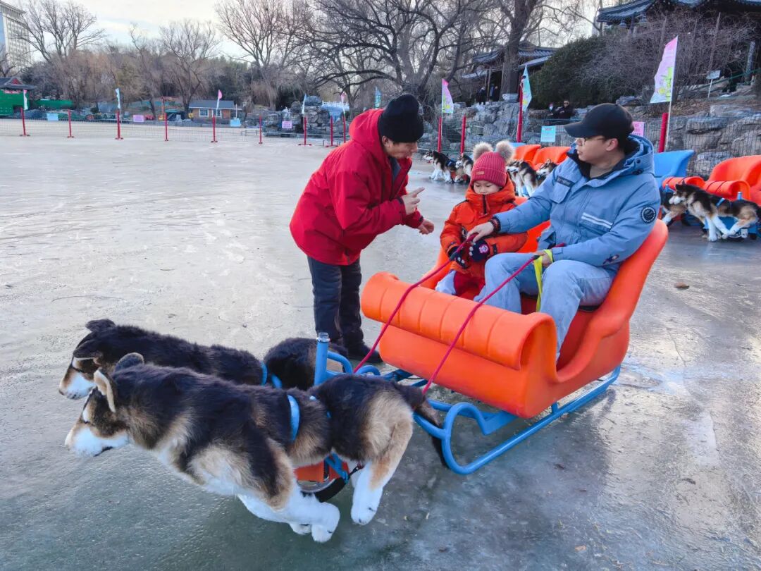 电动狗拉雪橇吸引小朋友游玩