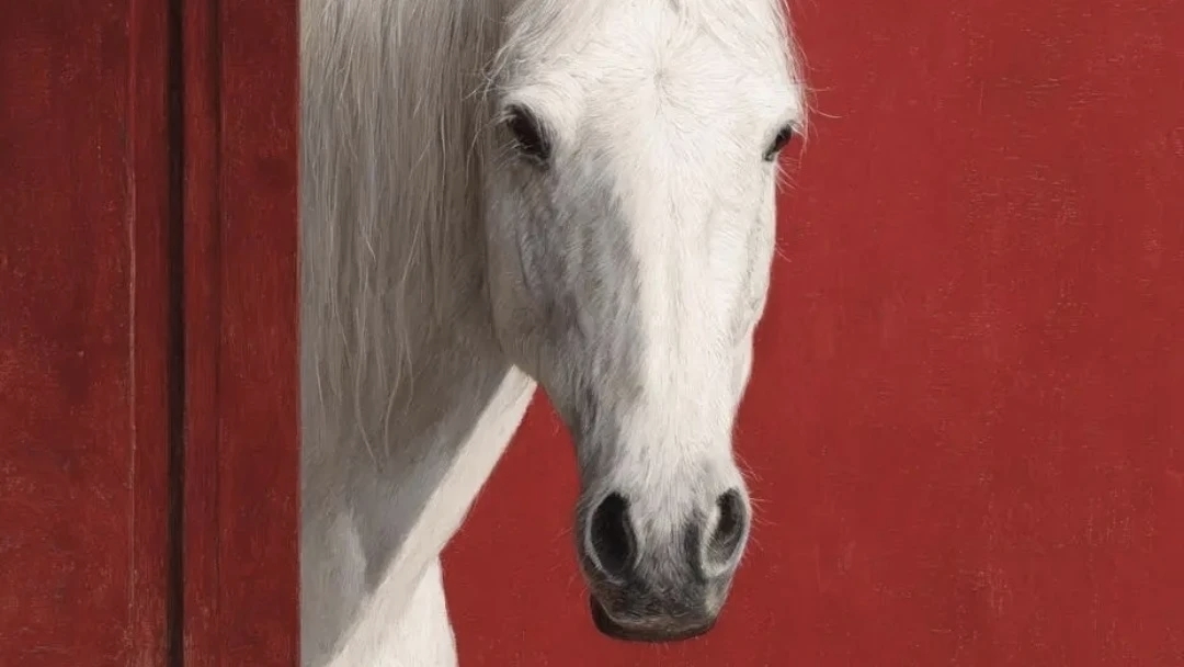 生肖马照片.jpg 生肖马照片.jpg