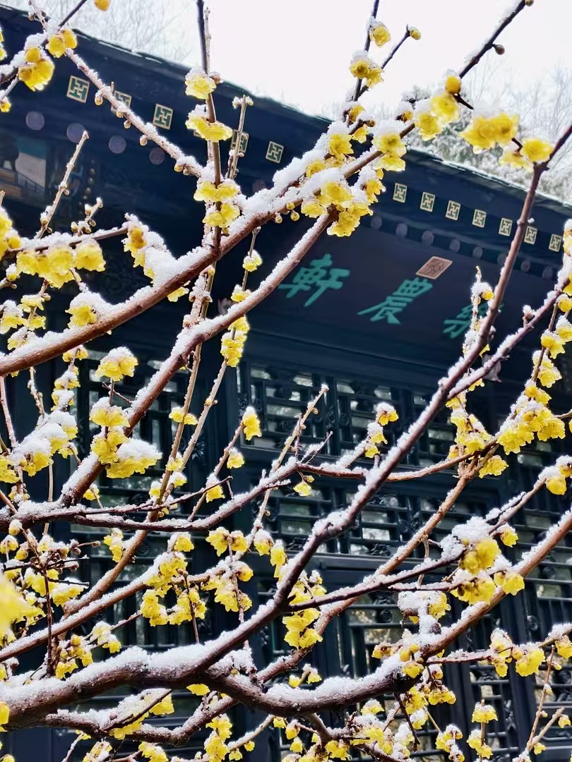 腊梅景观照片.jpg