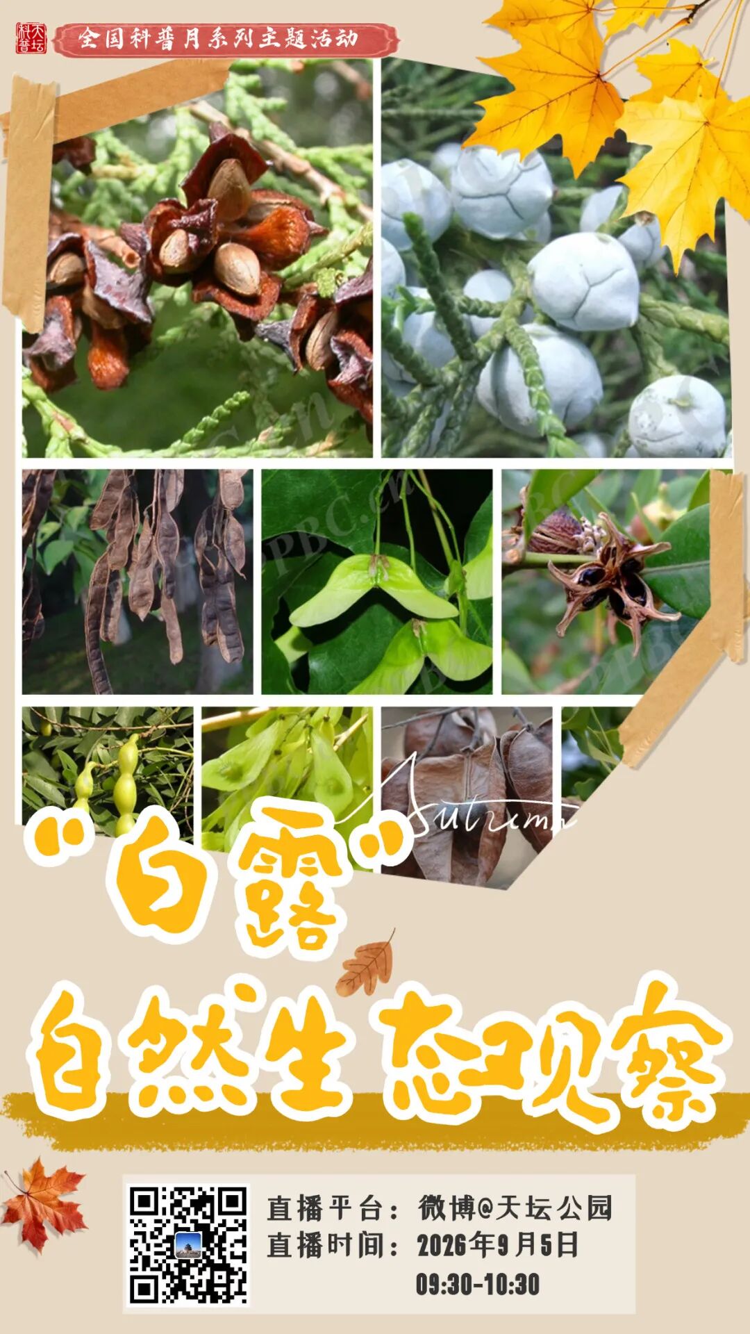 天坛公园全国科普月系列主题活动——“白露”自然生态观察 天坛公园全国科普月系列主题活动——“白露”自然生态观察