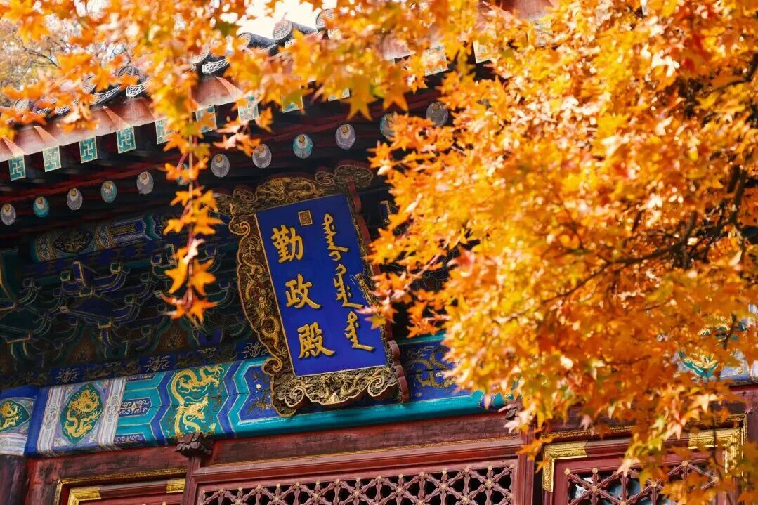 香山公园 元宝枫.jpg