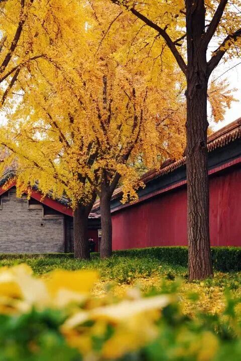 景山公园 银杏树.jpg