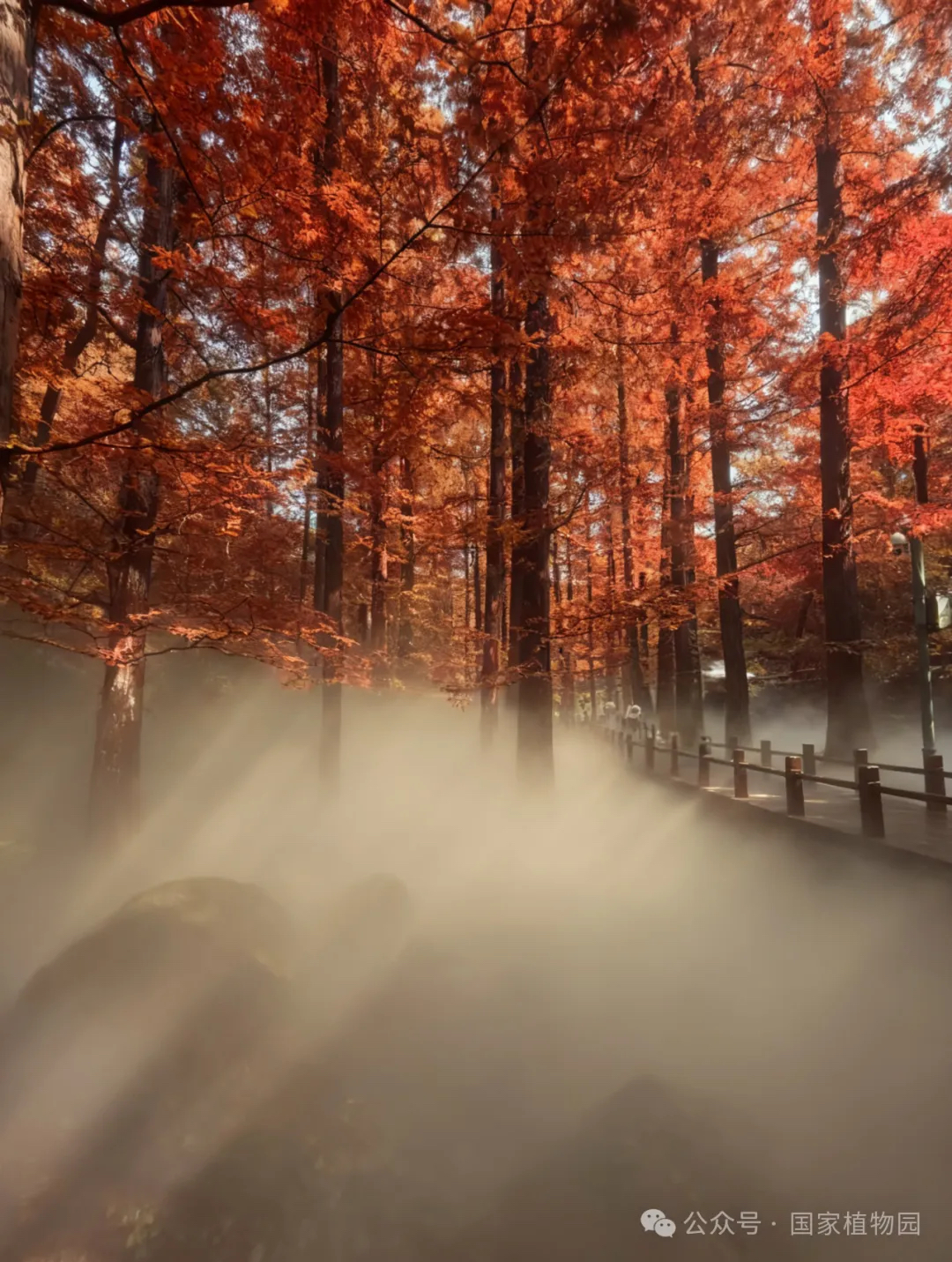 水杉喷雾照片jpg