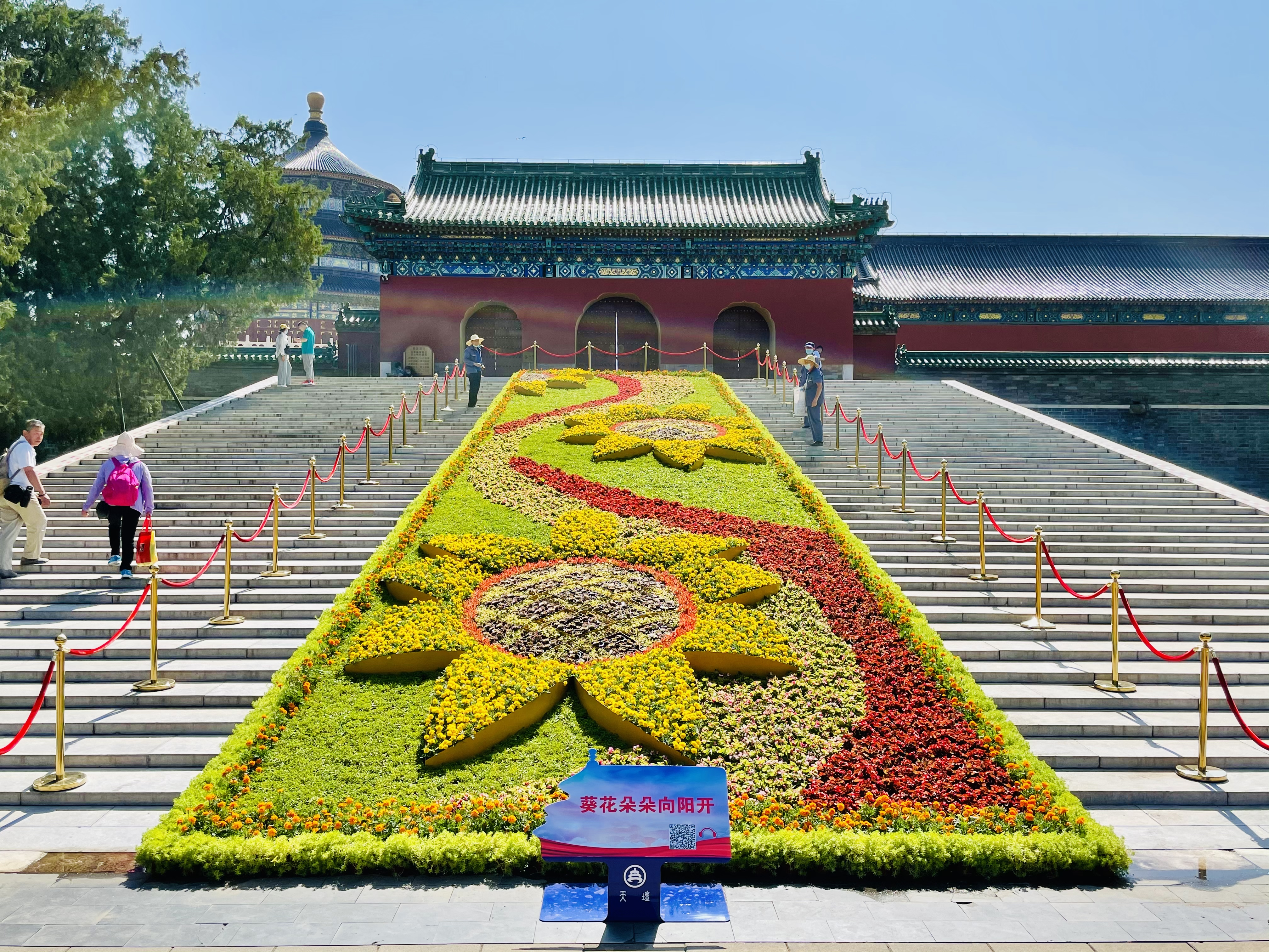 天坛公园赏花图片