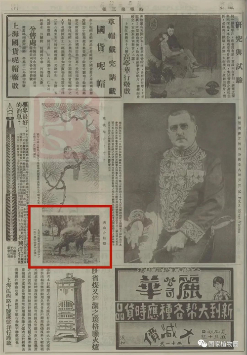 中华斑羚图片.jpg