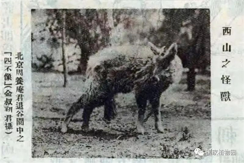 中华斑羚图片.jpg