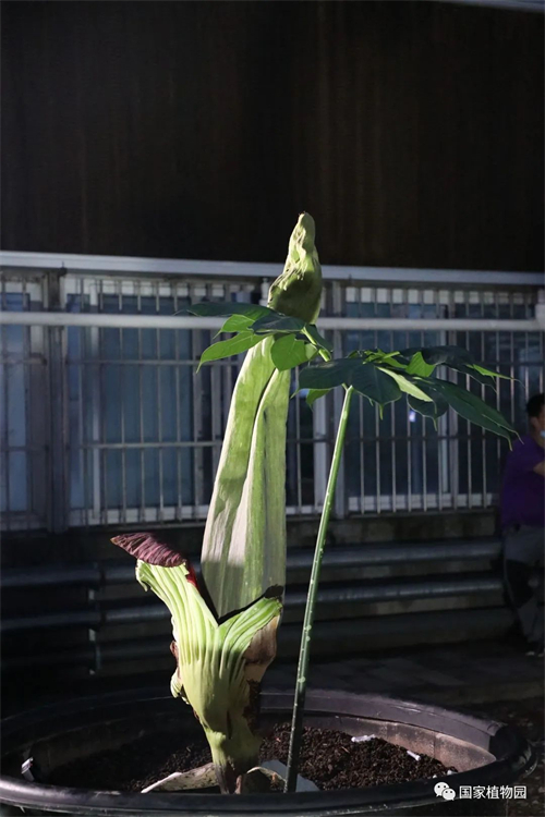 中华斑羚图片.jpg