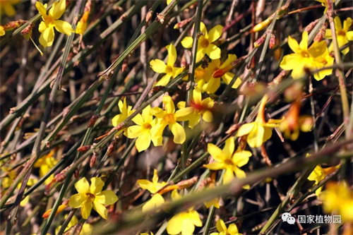 国家植物园春花图片.jpg