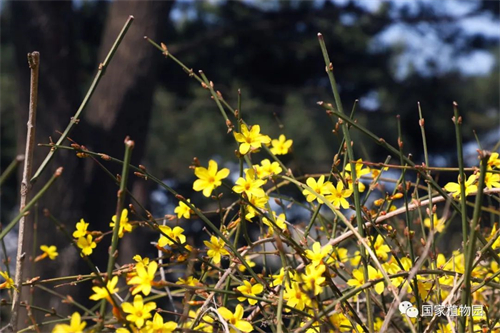 国家植物园春花图片.jpg