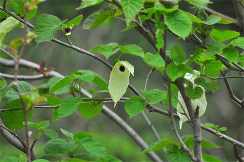 “中国鸽子树”图片.jpg