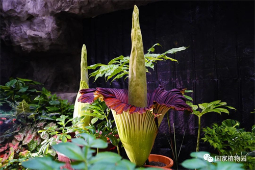 国家植物园图片.jpg
