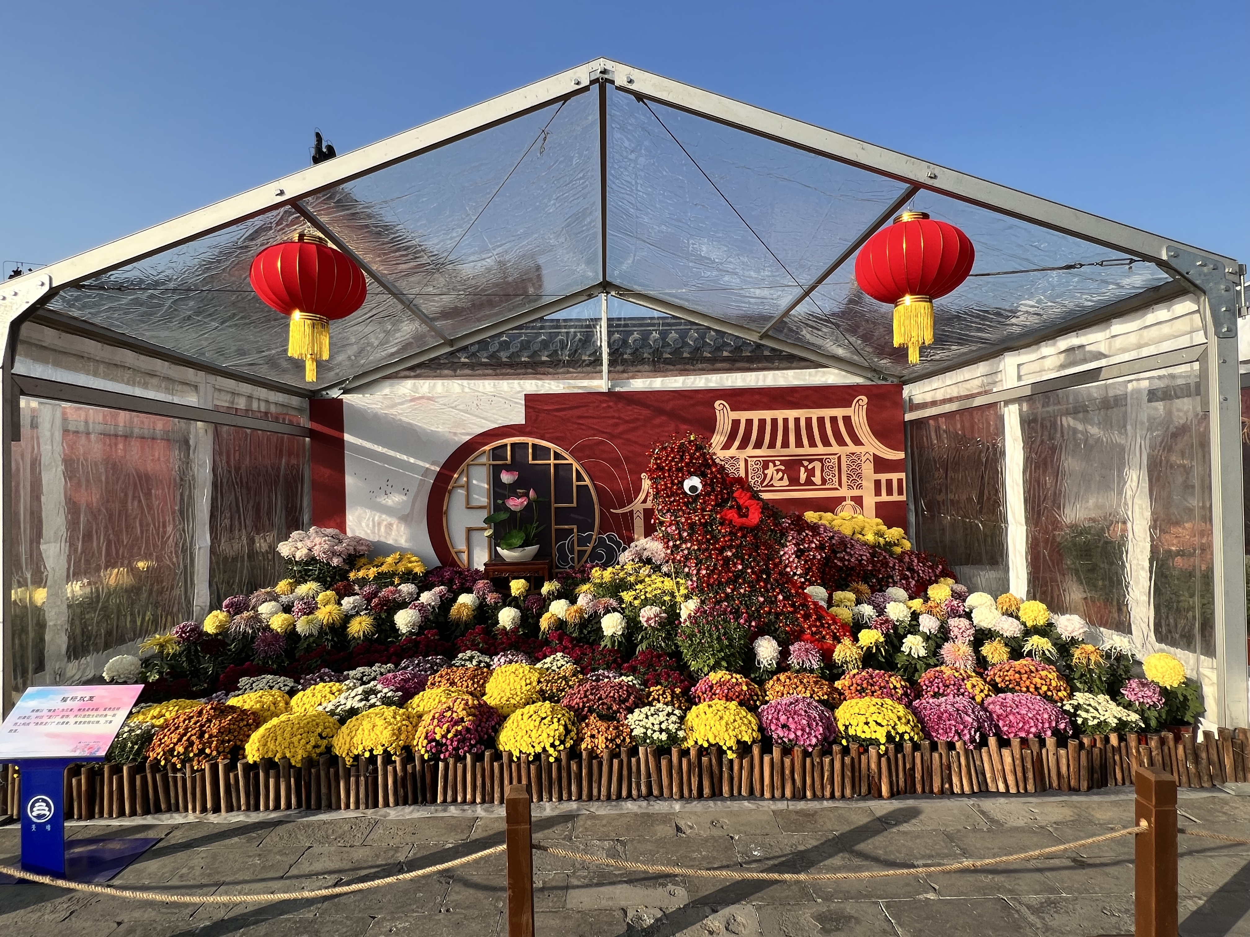 “福暖四季 风禾尽起”主题菊花展开展图片.jpg