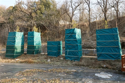 植物穿冬衣图片.jpg
