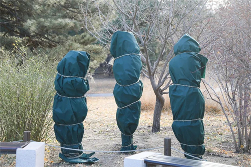 植物穿冬衣图片.jpg