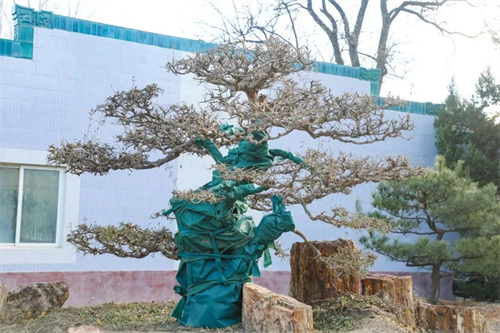植物穿冬衣图片.jpg
