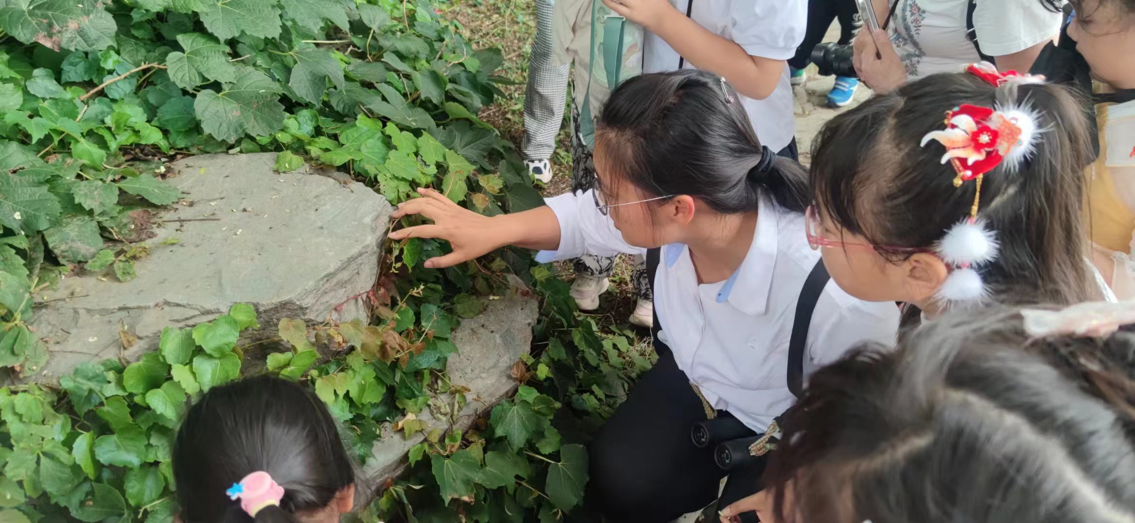 讲解植物