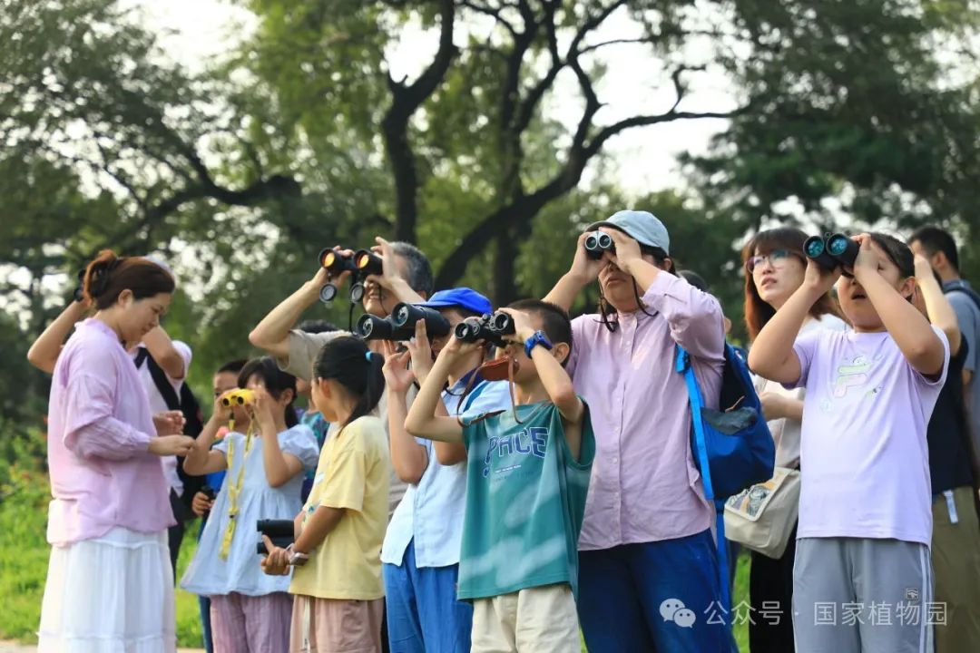 少年儿童观察鸟类