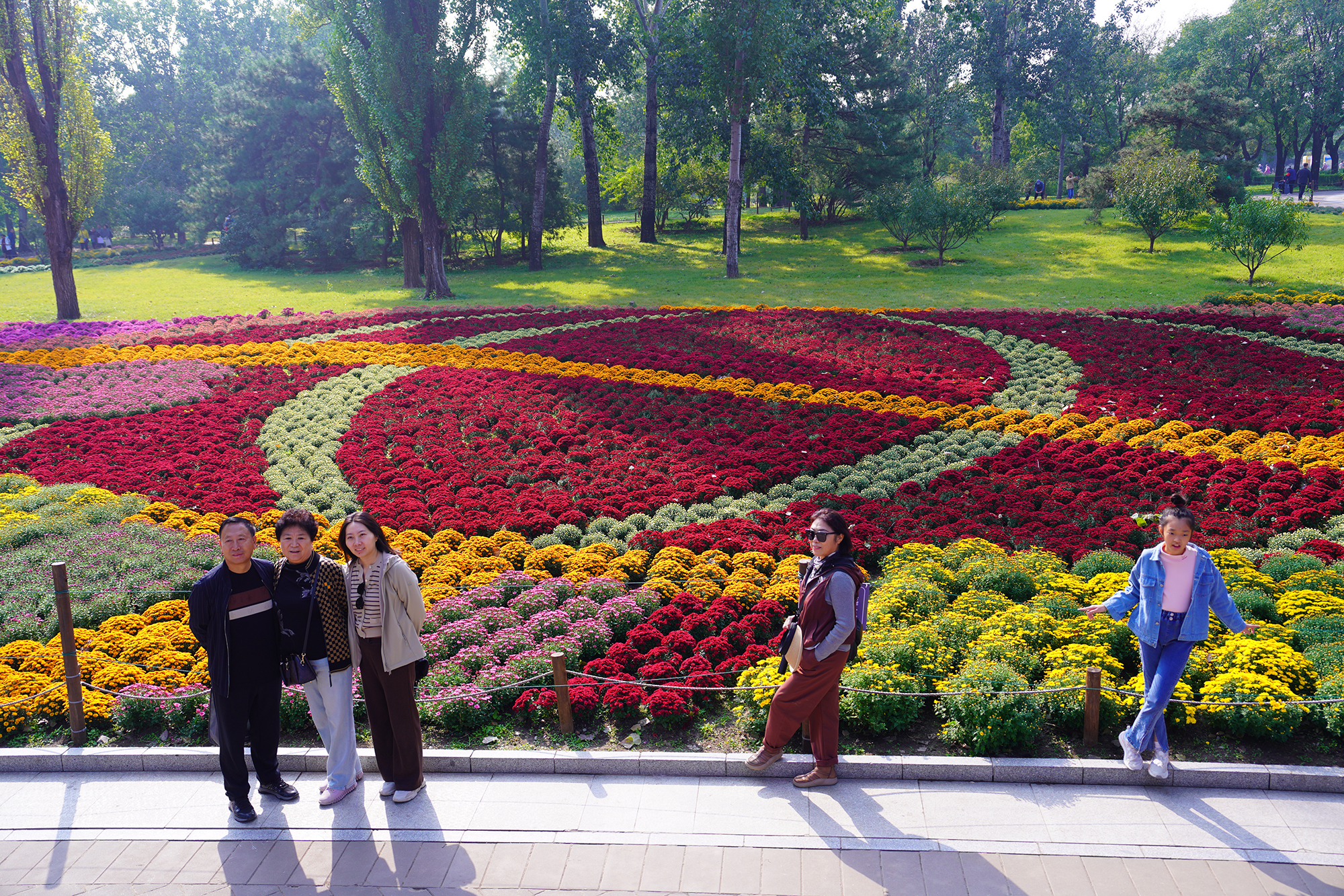 菊花花海景观