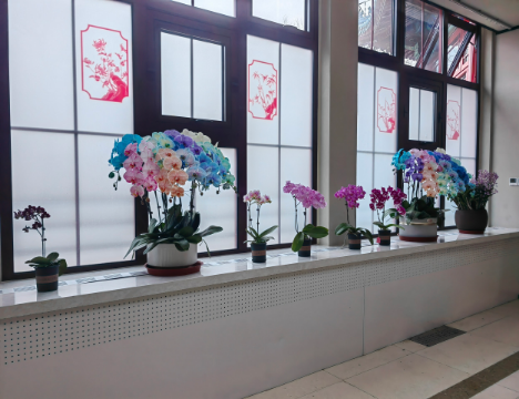 唐花坞室内花卉.png