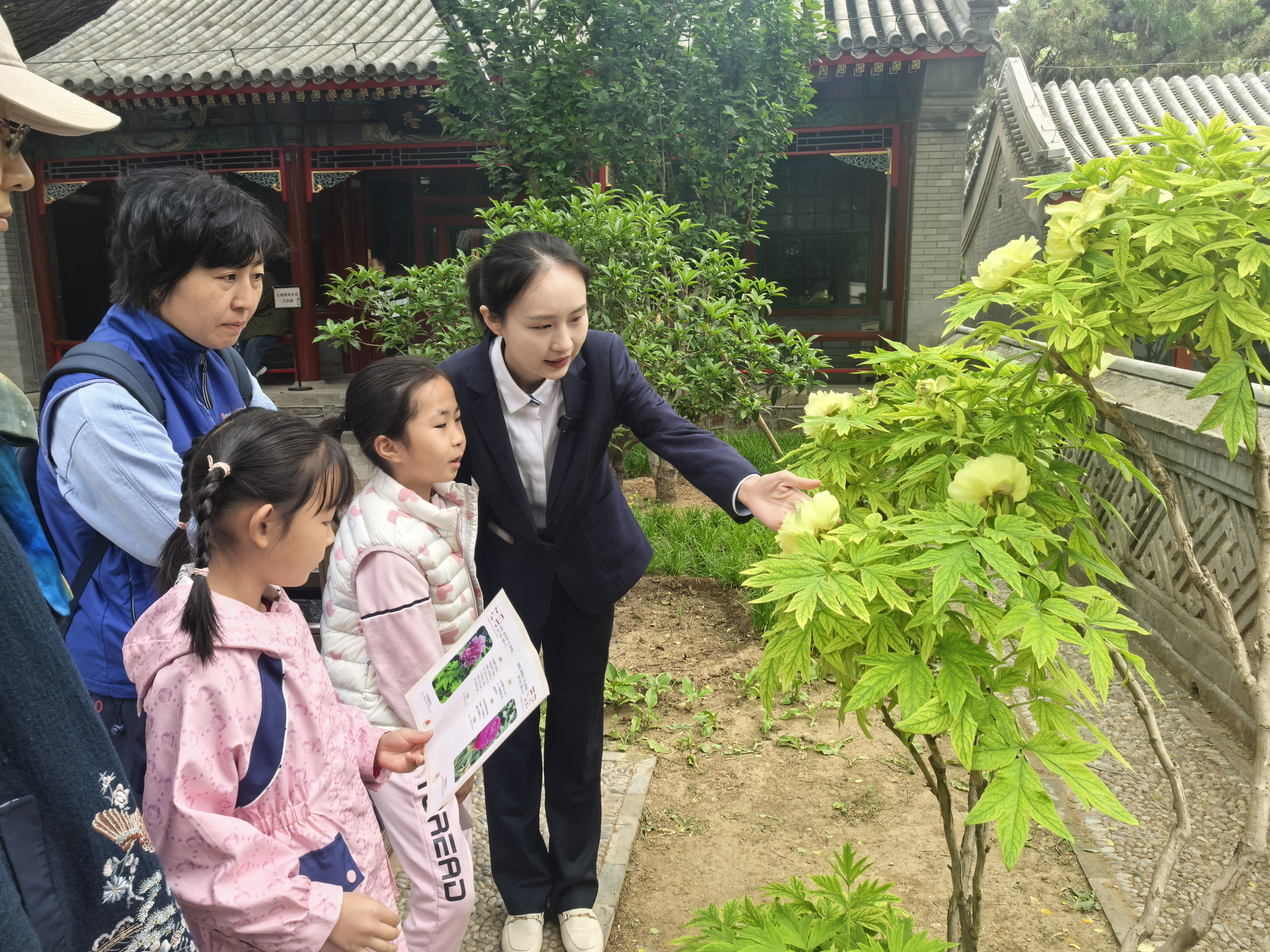 介绍牡丹品种照片 介绍牡丹品种照片