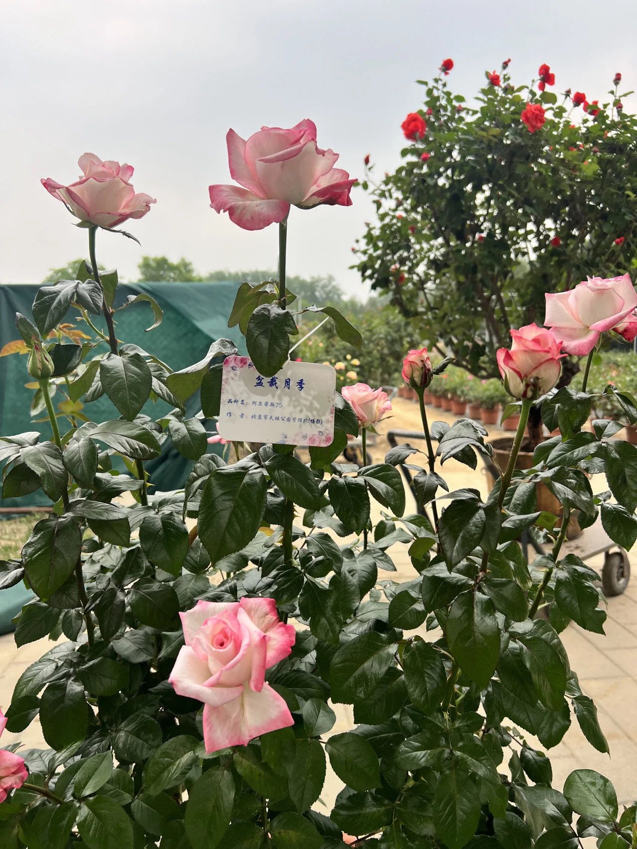 盆栽月季‘阿尔蒂斯 75’2.jpg