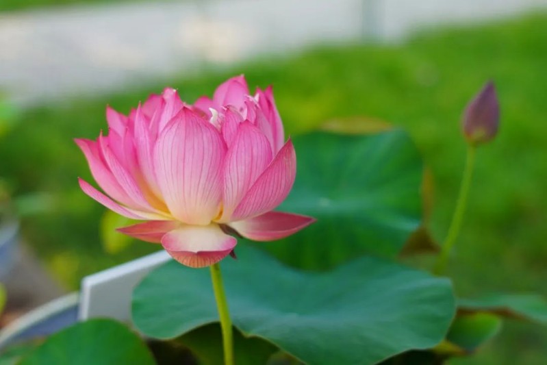 展出的荷花品种照片.jpg