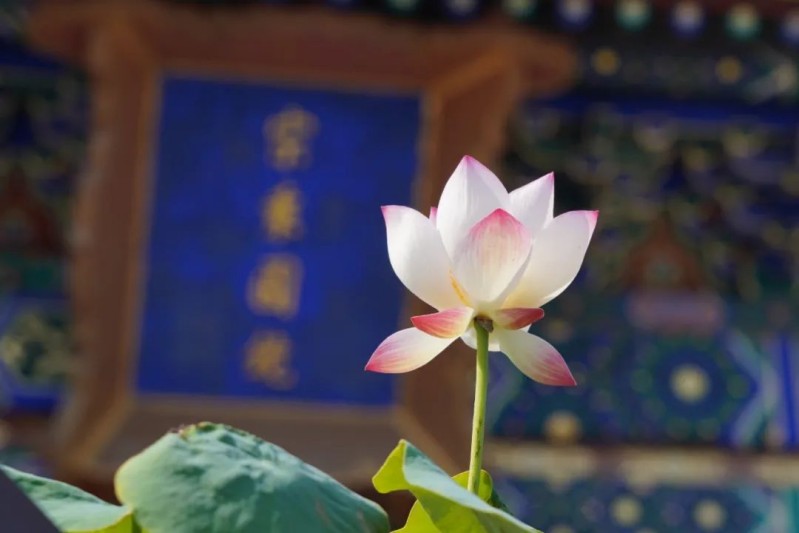 荷花景观照片.jpg