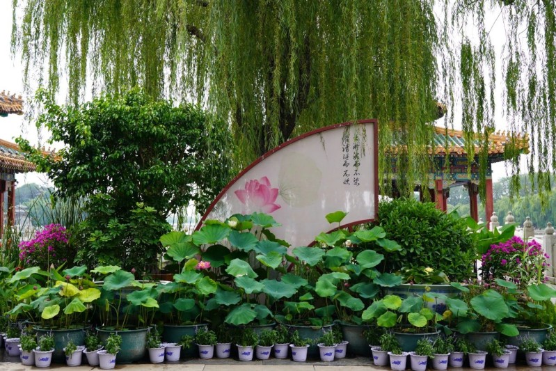 造型景观清新淡雅.jpg
